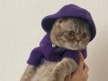 British shorthair tüm aşıları tam 
