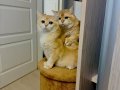 SAFKAN SCR BELGELİ ANNE BABA YAVRULARI