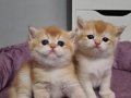 SAFKAN SCR BELGELİ ANNE BABA YAVRULARI