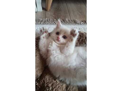 Orjinal kalite bebekler 