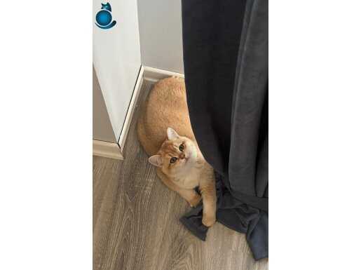 Ny11 cinsi british oğlumuz