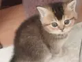 Ankara Sincan Eğitimli British Shorthair Yavruları