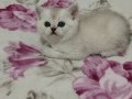 Ankara Sincan Eğitimli British Shorthair Yavruları
