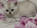 Ankara Sincan Eğitimli British Shorthair Yavruları