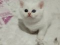 Ankara Sincan Eğitimli British Shorthair Yavruları