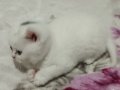 Ankara Sincan Eğitimli British Shorthair Yavruları