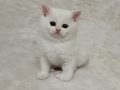 Ankara Sincan Eğitimli British Shorthair Yavruları