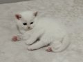 Ankara Sincan Eğitimli British Shorthair Yavruları