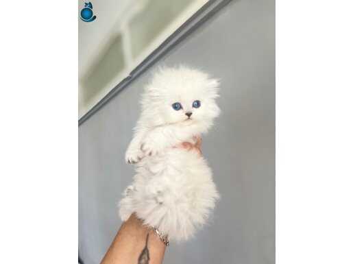 British Shorthair ve Longhair yavrularımız mevcuttur