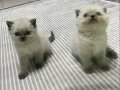 British Shorthair Yavrularım Yeni Yuvaya Gitmeye Hazırlar