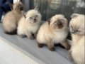British Shorthair Yavrularım Yeni Yuvaya Gitmeye Hazırlar