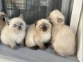 British Shorthair Yavrularım Yeni Yuvaya Gitmeye Hazırlar