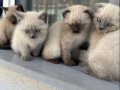 British Shorthair Yavrularım Yeni Yuvaya Gitmeye Hazırlar