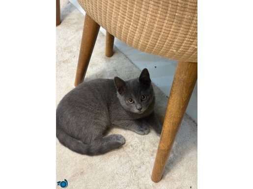 Russian blue kedi