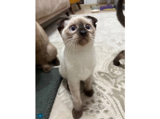 2 aylık Dişi kırık kulak siyam