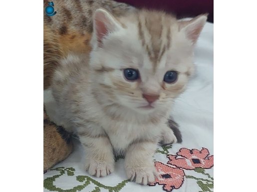 3 AYLIK WC, KOMUT, BESLENME EĞİTİMLERİ OLAN SAVANNAH 
