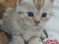 3 AYLIK WC, KOMUT, BESLENME EĞİTİMLERİ OLAN SAVANNAH 