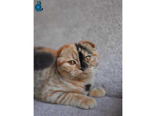 Sahiplendirme 4,5 Aylık scottish shorthair