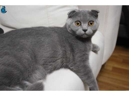 Scottish fold İsmi Şanslı size şans getirsin tam bir oyuncu