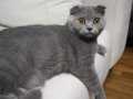 Scottish fold İsmi Şanslı size şans getirsin tam bir oyuncu