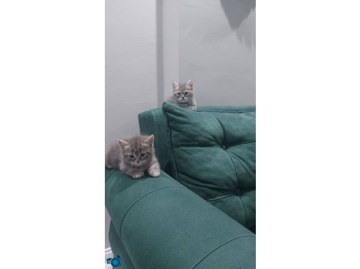British beyaz 1 British tabby 2 scottish beyaz 1 tn var