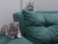 British beyaz 1 British tabby 2 scottish beyaz 1 tn var