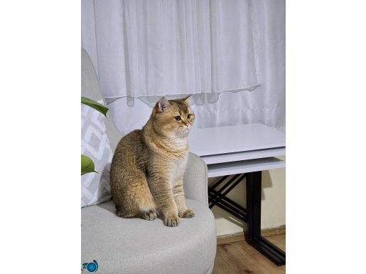 Ücretsiz Golden british shorthair 10 aylık 