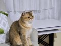 Ücretsiz Golden british shorthair 10 aylık 