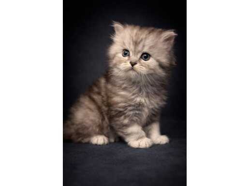 İzmir Karabağlar British Longhair Yavrusu - 35 Günlük Eğitimli