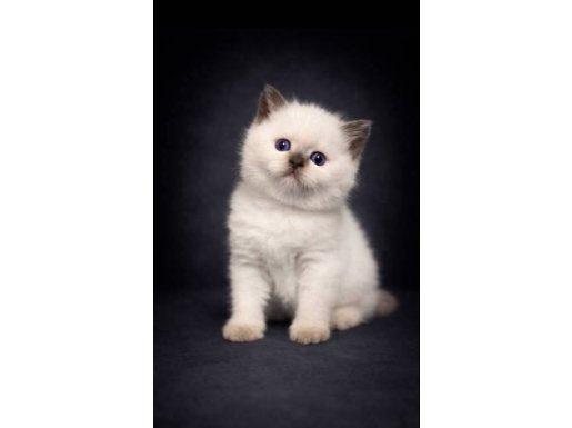 Muhteşem Güzellikte British Shorthair Yavrumuz 