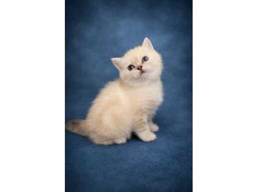 Şeker gibi tatlı British Shorthair yavrumuz