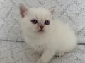 Muhteşem Güzellikte Safkan British Shorthair Yavrular 