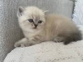 Muhteşem Güzellikte Safkan British Shorthair Yavrular 
