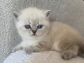 Muhteşem Güzellikte Safkan British Shorthair Yavrular 
