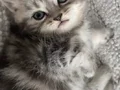 Muhteşem Güzellikte Safkan British Shorthair Yavrular 