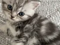 Muhteşem Güzellikte Safkan British Shorthair Yavrular 