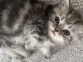 Muhteşem güzellikte Safkan British shorthair