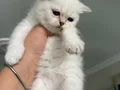Muhteşem güzellikte Safkan British shorthair