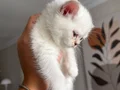 Muhteşem güzellikte Safkan British shorthair
