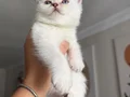 Muhteşem güzellikte Safkan British shorthair