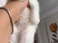 Muhteşem güzellikte Safkan British shorthair