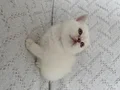 Muhteşem güzellikte Safkan British shorthair