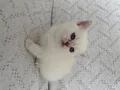 Muhteşem güzellikte Safkan British shorthair