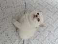 Muhteşem güzellikte Safkan British shorthair