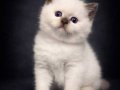 Muhteşem Güzellikte British Shorthair Yavrumuz 