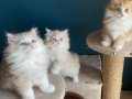 Saf kan golden bicolour ve Lillaç bicolour kardeşler 