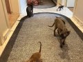 Sfenks kedi sütten kesılınce verılecektir. Dişi erkek vardır