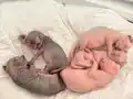 Sfenks kedi sütten kesılınce verılecektir. Dişi erkek vardır