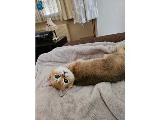 Saf Ny11 golden british shorthair çok güzel yavru 