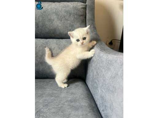 SİLVER POİNT ERKEK AYI SURAT